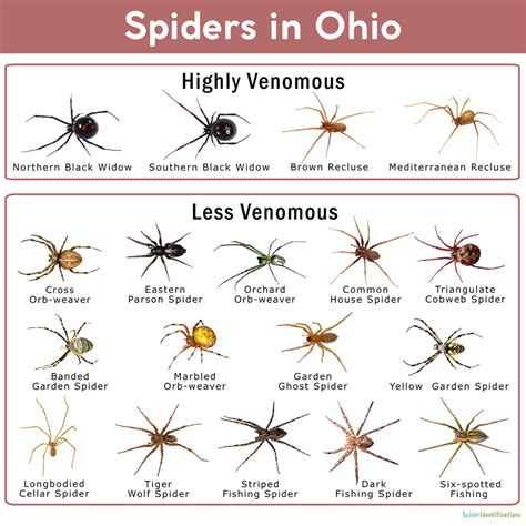 the two species of recluse <strong>spiders</strong> found in <strong>ohio</strong> (brown recluse – loxosceles reclusa, mediterranean. . Ohio spider identification